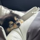 레인바우 이미지