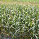 승철농장 이미지