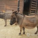 한만수 농장 이미지