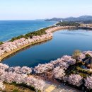 프랑스 자수와 공예 소품 만들기(재능기부 필수 참여) | 2026 강릉 경포벚꽃잔치 기본정보 주변맛집 숙박 주차장 관련 정보 공유