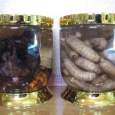 송근봉(소나무 뿌리 혹)과 천마 담금주 이미지