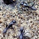 [질문,답변] 집에 개미들이 침입했어요! 도와주세요 이미지