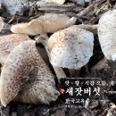 🍄새잣버섯(Neolentinus lepideus) 맛·향·식감 으뜸, 솔향 가득 한국고유종 오량산 이미지