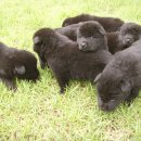 강아지천국 이미지