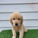 휴먼앤독 이미지