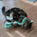 우리덤프 이미지