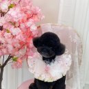 루앤몽 | 루앤몽 부천애견미용실상동애견미용샵 애견곰도리컷 부천푸들미용하기 토리미용하는날