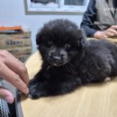 위더스 동물메디컬센터 부설 동물보호센터 이미지