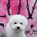 레몬이네 그루밍샵 이미지