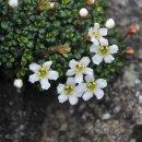 나무가 들려주는 환경이야기 이미지