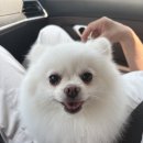 엘리독 | 부산 용호동 애견미용 엘리독 설탕이의 힐링데이 후기🐶🛁♧