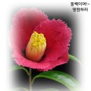 2017.1.17 오전11시 제주여자 중.고등학교 총동문회 정기총회 개최 이미지
