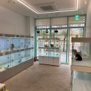 동탄강아지분양 도그데이 이미지