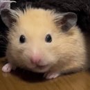 연세새로운병원 | CU 신상 | 연세 명장메론크림빵 &amp; 초코두쫀볼 솔직 후기