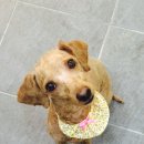 봉구애견미용샵 이미지