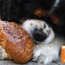 댕댕이애견 이미지