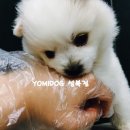 몽글몽글 Daum카페