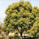 [식물 이야기] &#39;토토로&#39;가 살던 그 나무… 우리나라에선 제주도에 있어요 이미지