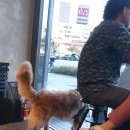 매드슨커피 | 송도 매드슨 커피 샤케라토, 메이플 피칸 아인슈페너내돈내산후기 (유기농 원두, 글루텐프리 디저트...