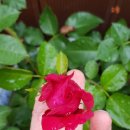 로젠하임 이미지