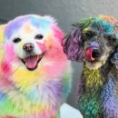 대구애견호텔 애견유치원 모여라솜뭉치 본점 이미지