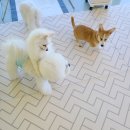 그루밍제주 이미지