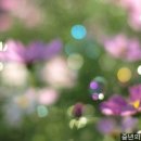 너의향기