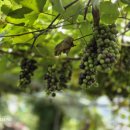 머루와 다래 이미지