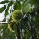 오리골민박 이미지