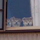 아기강아지 이미지