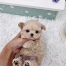 멍토피아 이미지