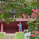 혜전대정문앞 - 좌 | [성주 가볼만한곳] 8월 성주향교 배롱나무꽃 실시간 개화현황 &amp; 솔직 방문 후기