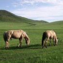 구유목장 이미지