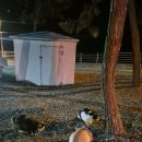 송림유치원 | 괴산에서 태안 나들이, 어은돌송림캠핑장, 가볼만한 곳