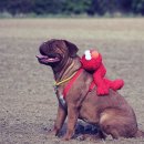 조이동물병원 이미지