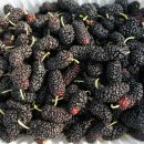 동진농장 이미지