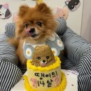 푸플리 케이크 | 동탄 강아지 케이크 푸플리 케이크 🐶