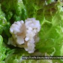 웰빙참치 이미지