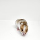 헬로 리틀 애니멀 이미지