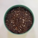 고기친구 | 다이소 바질 재배세트, 고기친구 텃밭세트 후기 (바질, 적겨자, 상추 키우기 도전!!!)