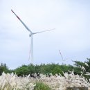 신원면 과정리 | [경남여행/거창여행] 거창 감악산 풍력단지 아스타 국화 축제 꽃별여행축제 실시간 후기(대구근교여행)