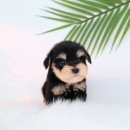 대구펫 강아지분양 고양이분양 이미지