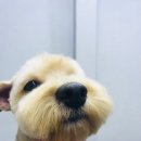 그루머웅 이미지