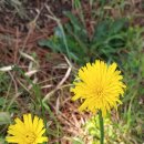 법화사지 이미지