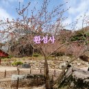 경북 겹벚꽃 벚꽃 명소 경산 환성사 산책 후기