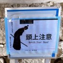 수양-0012 | 오사카 근교 여행 : 고베 히메지성, 코코엔 정원 벚꽃 명소 후기