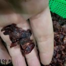 이완기농장 이미지