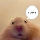 내 일상 Bubble Gum🫧