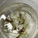 [🐟2] 체리새우와 메다카