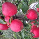 거창-고제-14 이미지